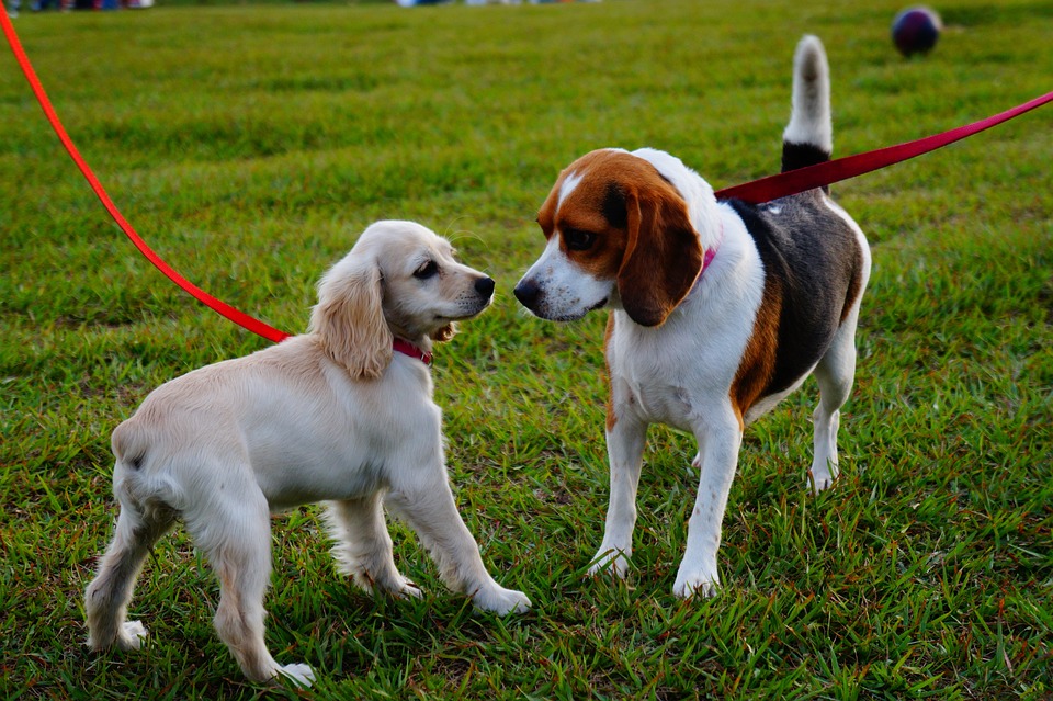paseo perros
