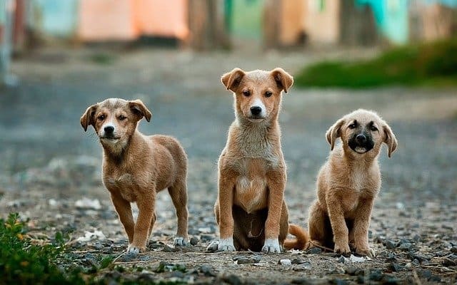 3 perros