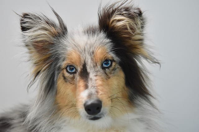 Perro pastor de Shetland