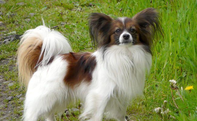 Spaniel enano continental