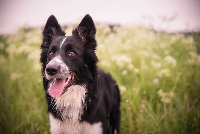 border collie