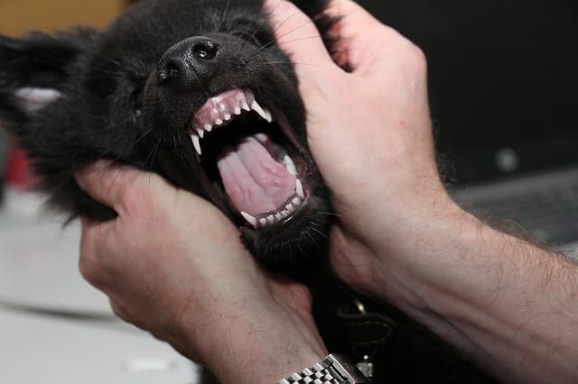 cachorro dientes