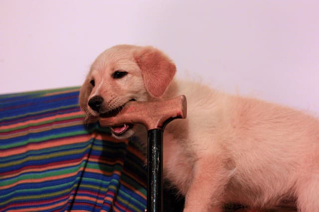 cachorro morderdiendo bastón