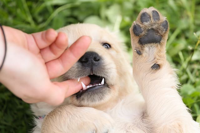 Como enseñar a un cachorro a no morder