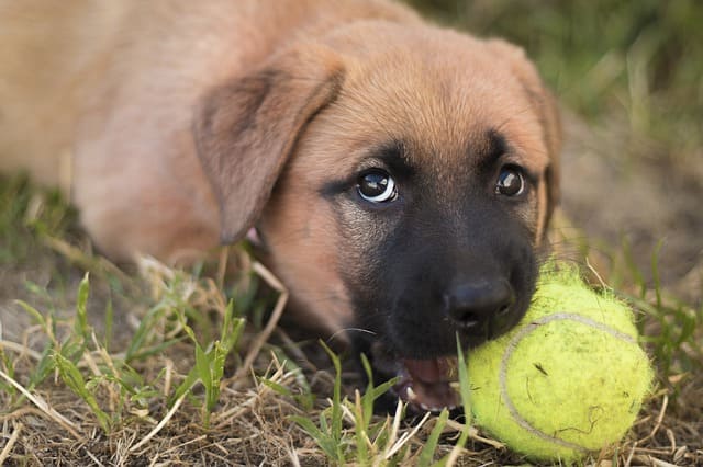 puppy biting ball