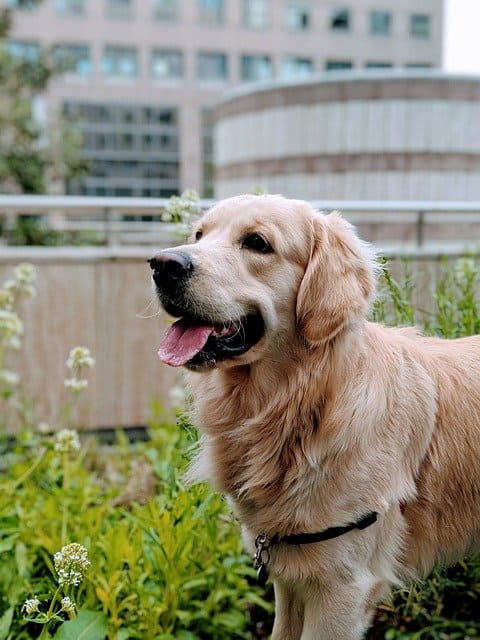 golden retriever