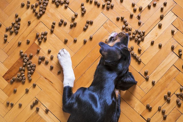 perro comiendo