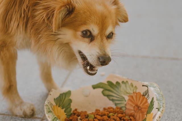 What is the best dog food for dogs with digestive problems?