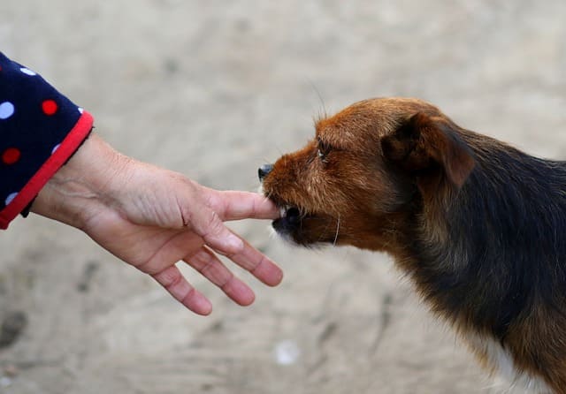 perro mordiendo mano