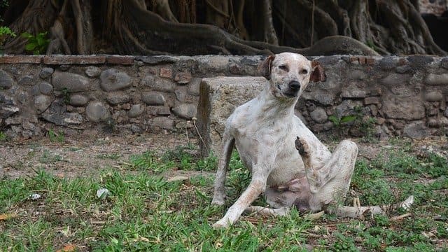 perro rascandose