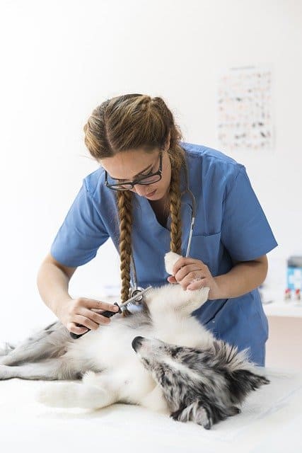perro y veterinario