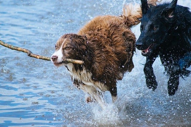 perros jugando