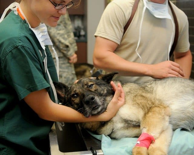 Leishmaniosis en perros