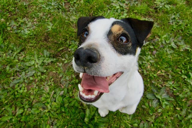 cepillado de dientes perro