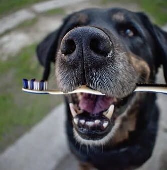 cepillo de dientes perro