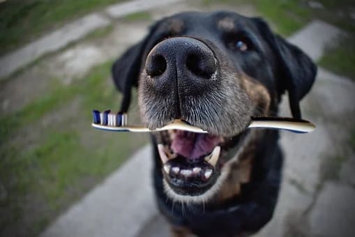 cepillo de dientes perro