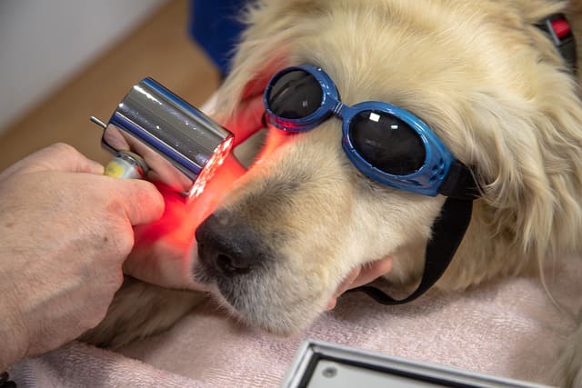 cepillo de dientes veterinario