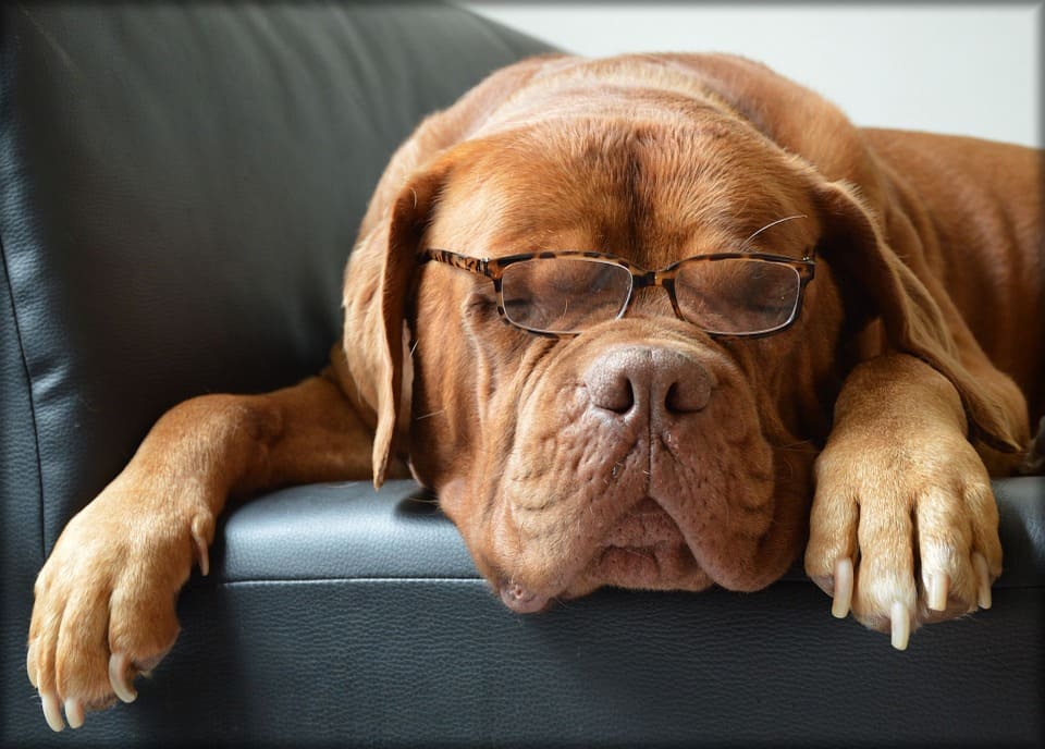 perrito con gafas