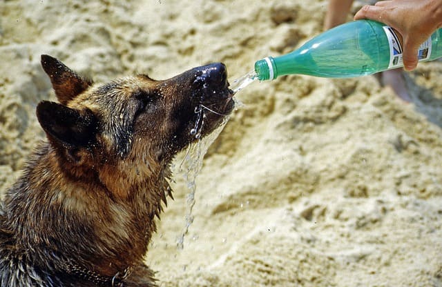 perro bebiendo