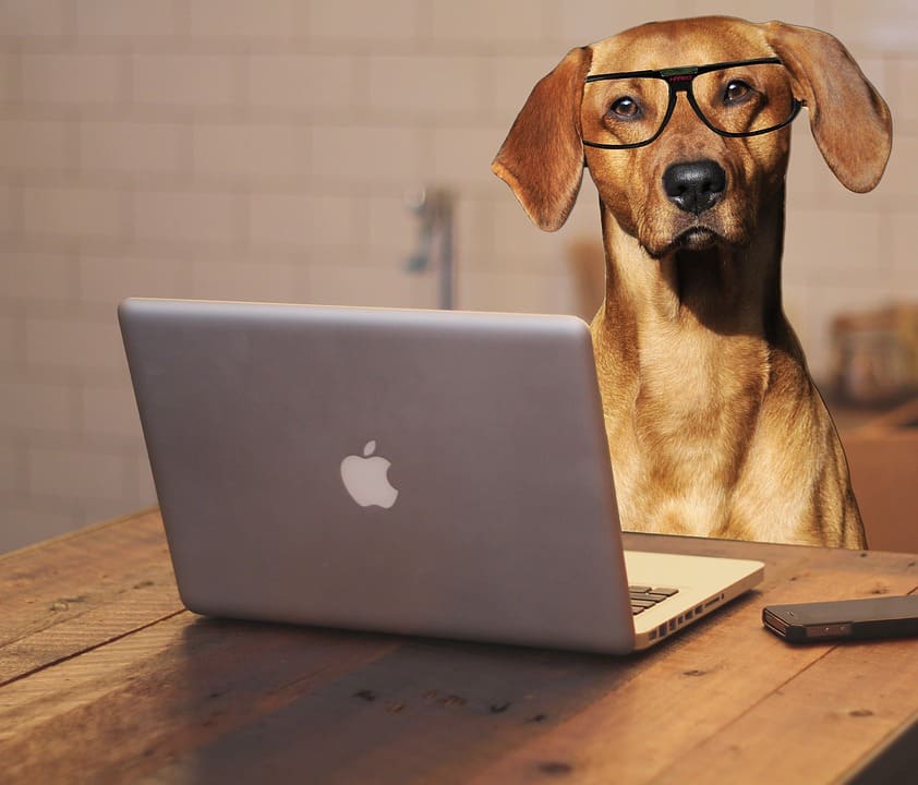 Dog with computer