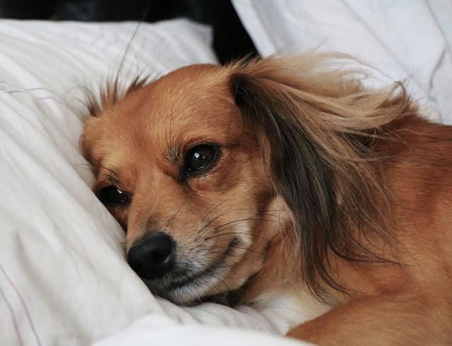 perro en cama