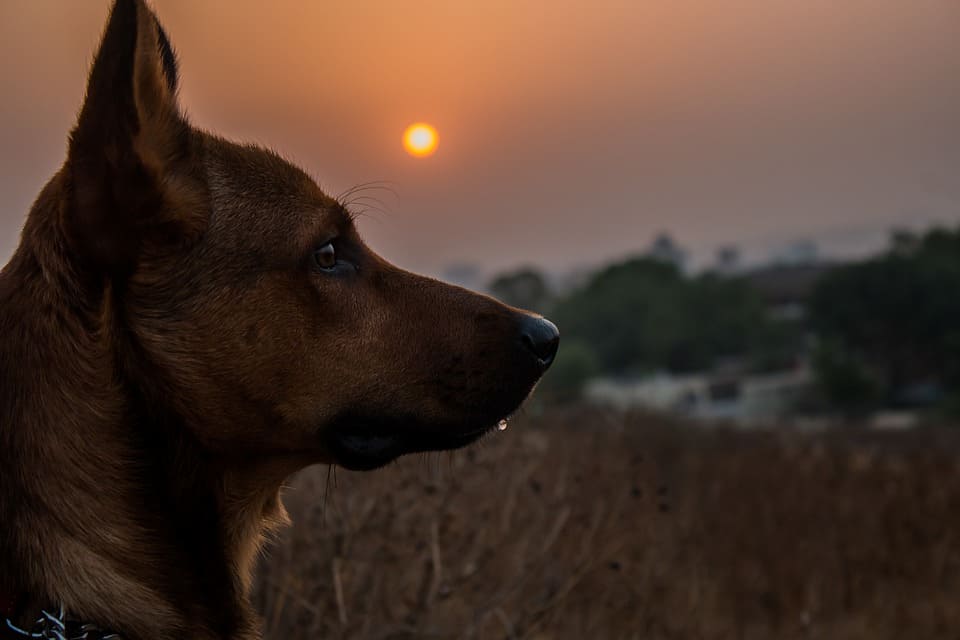 vista perro