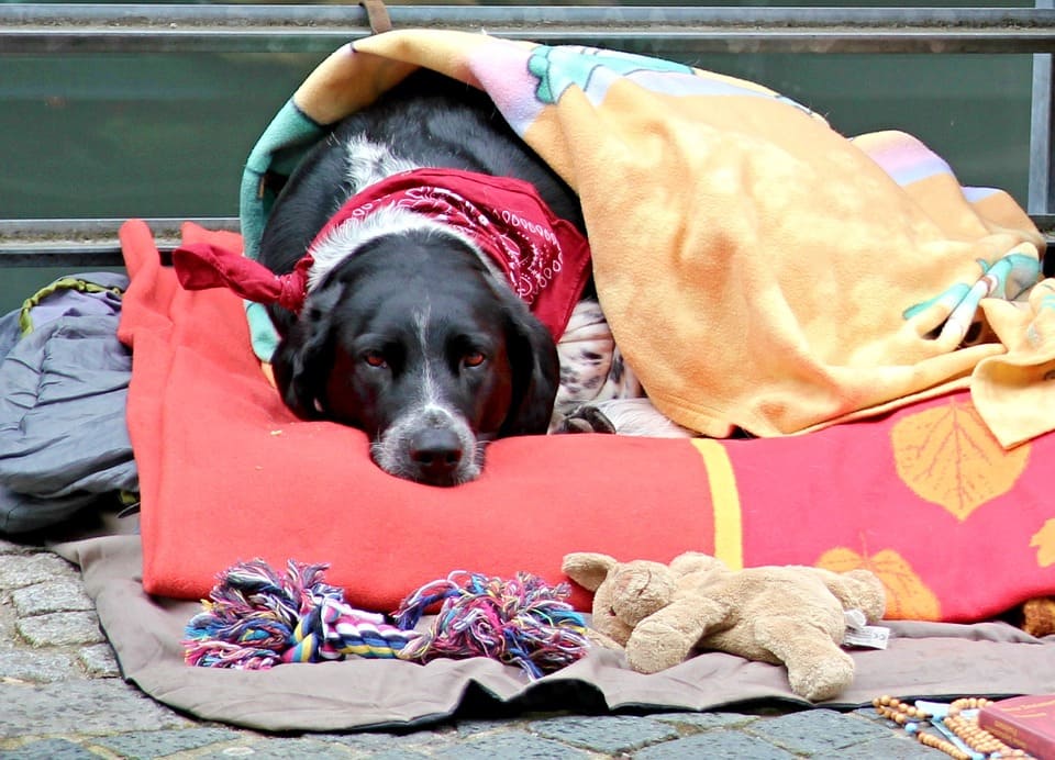 Temporada de alergias para el perro