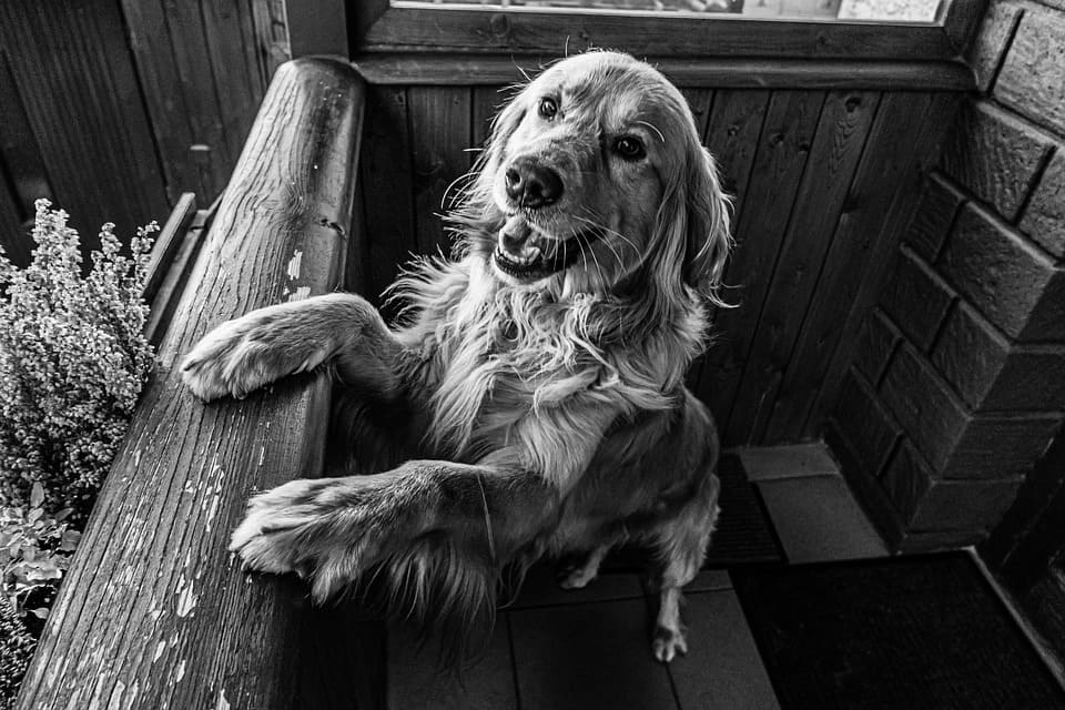 Cómo evitar que tu perro ladre a los repartidores