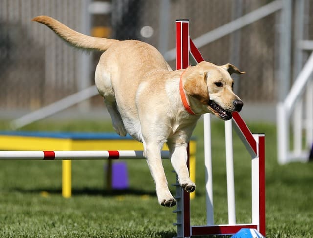 perro agility