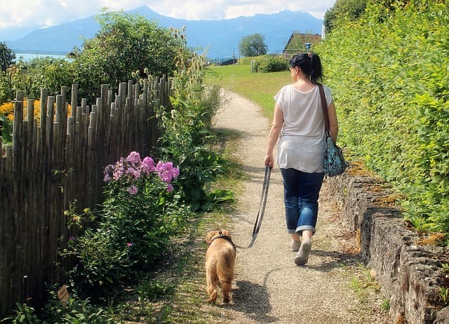 perro paseando