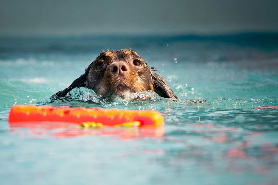 Swimming dog