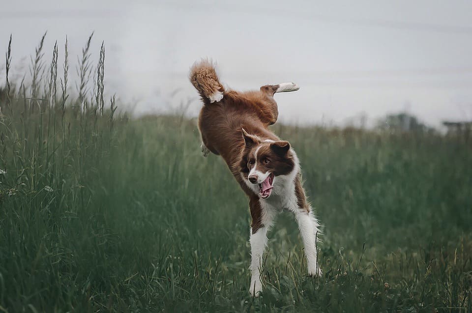 perro saltando