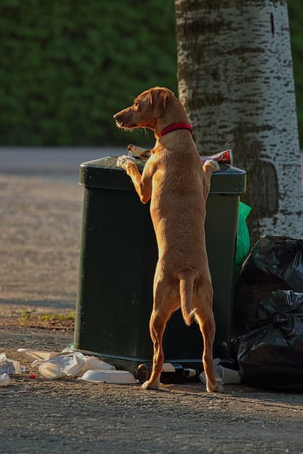 perro comiendo basura