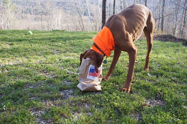 dog eating bag