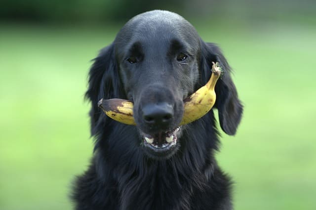 dog eating fruit