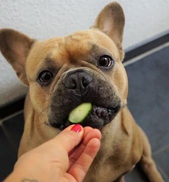 perro comiendo verduras