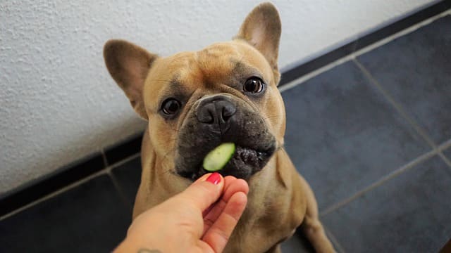 dog eating vegetables