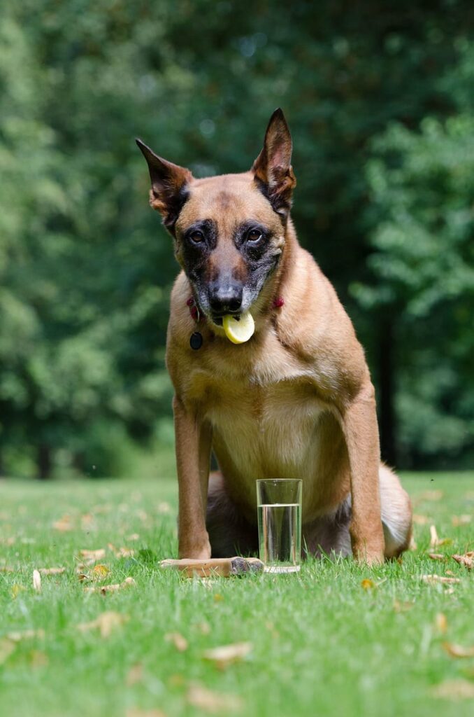 Dog eating lemon