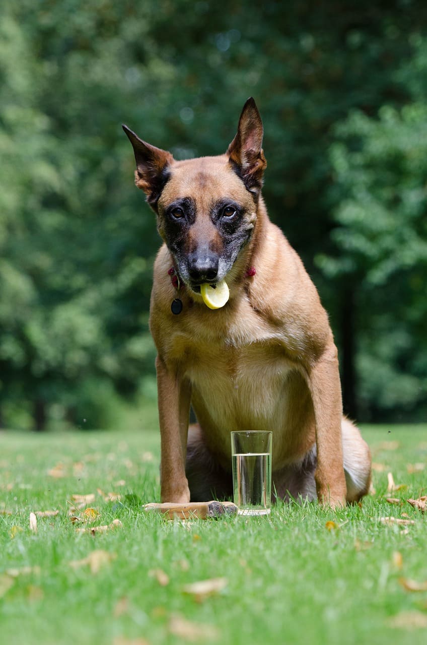 Can dogs eat lime or lemon?